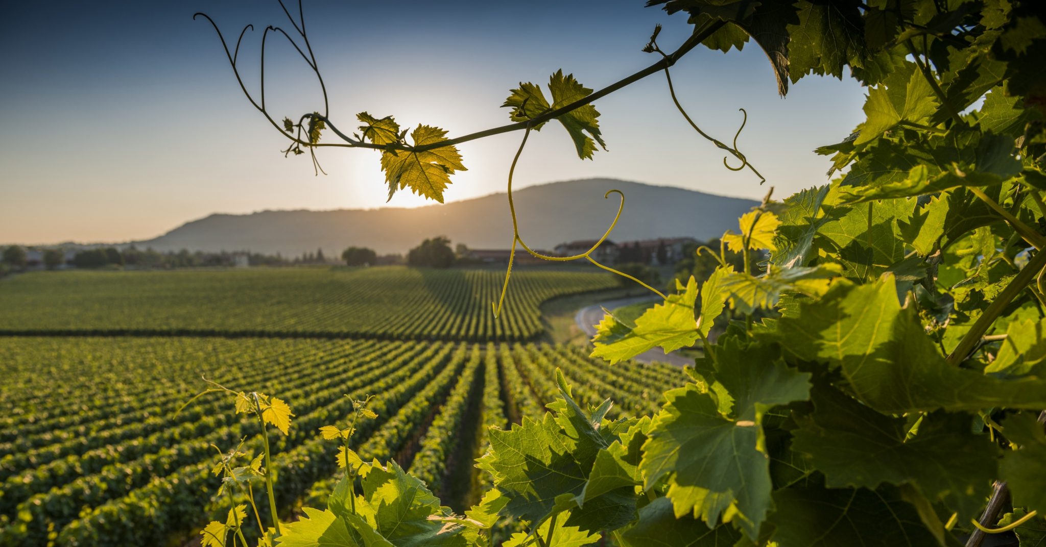 Wines Wines