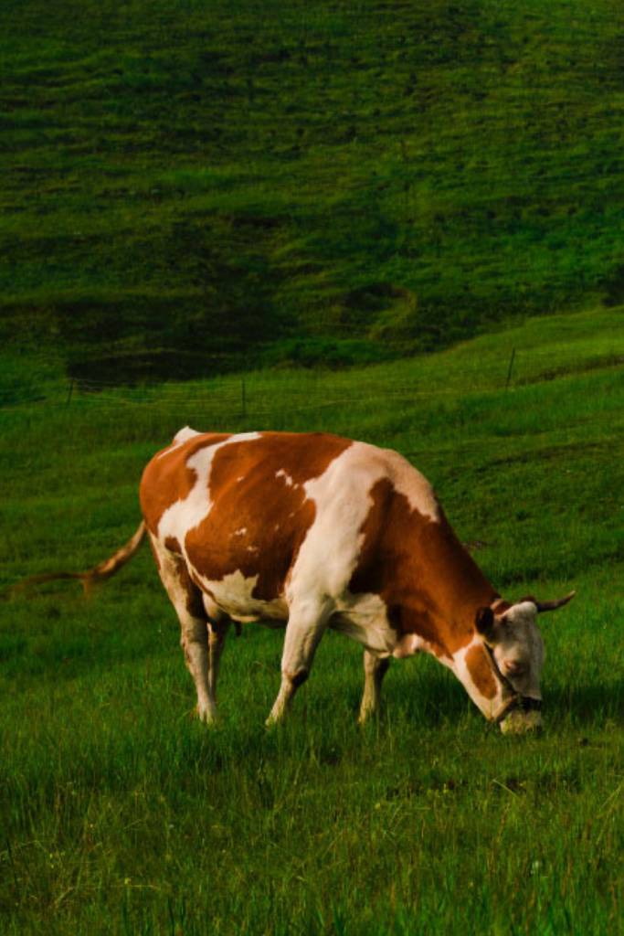 L’eccellenza? Cresce in fattoria